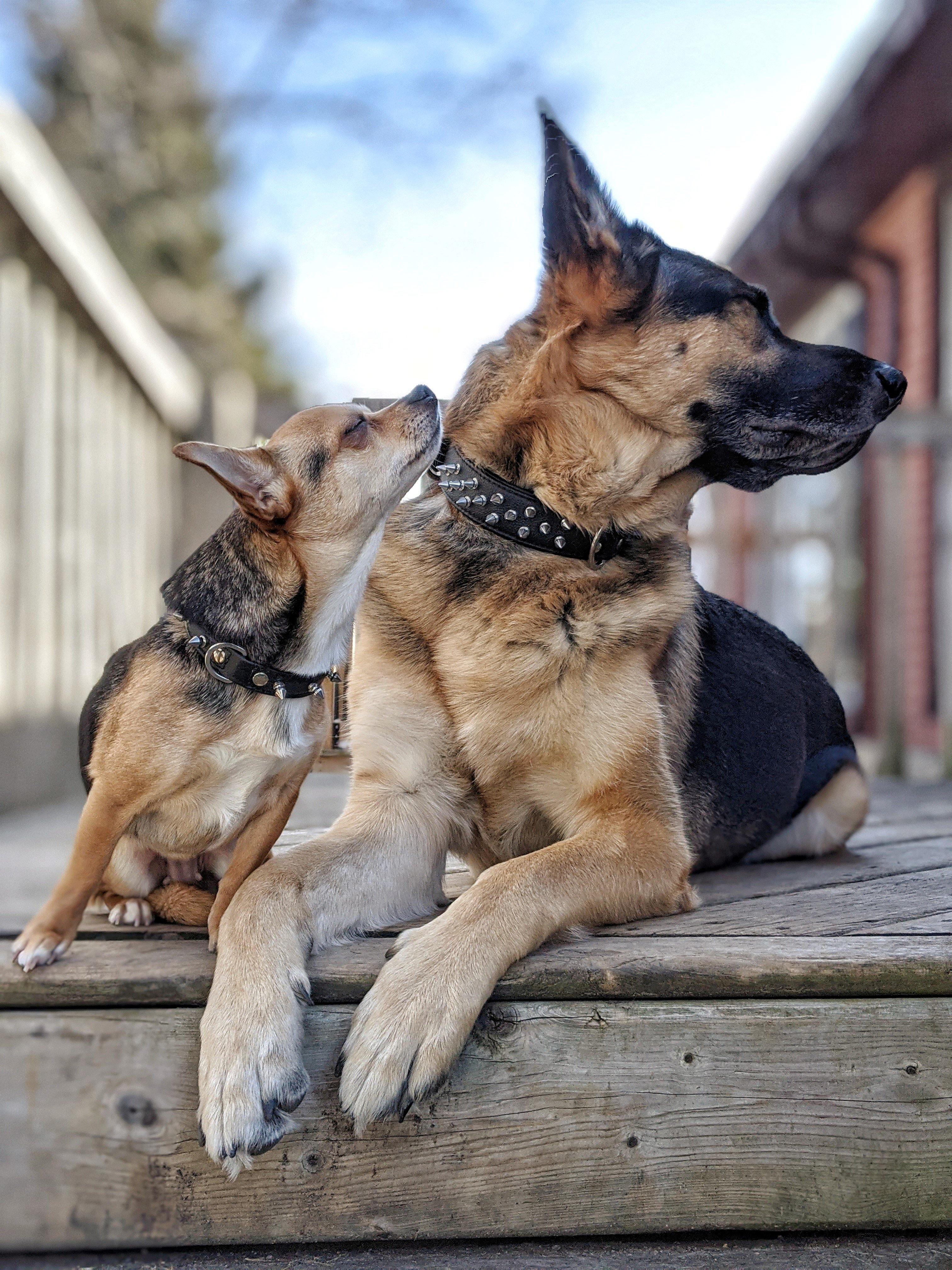 German shepherd clearance spiked collar