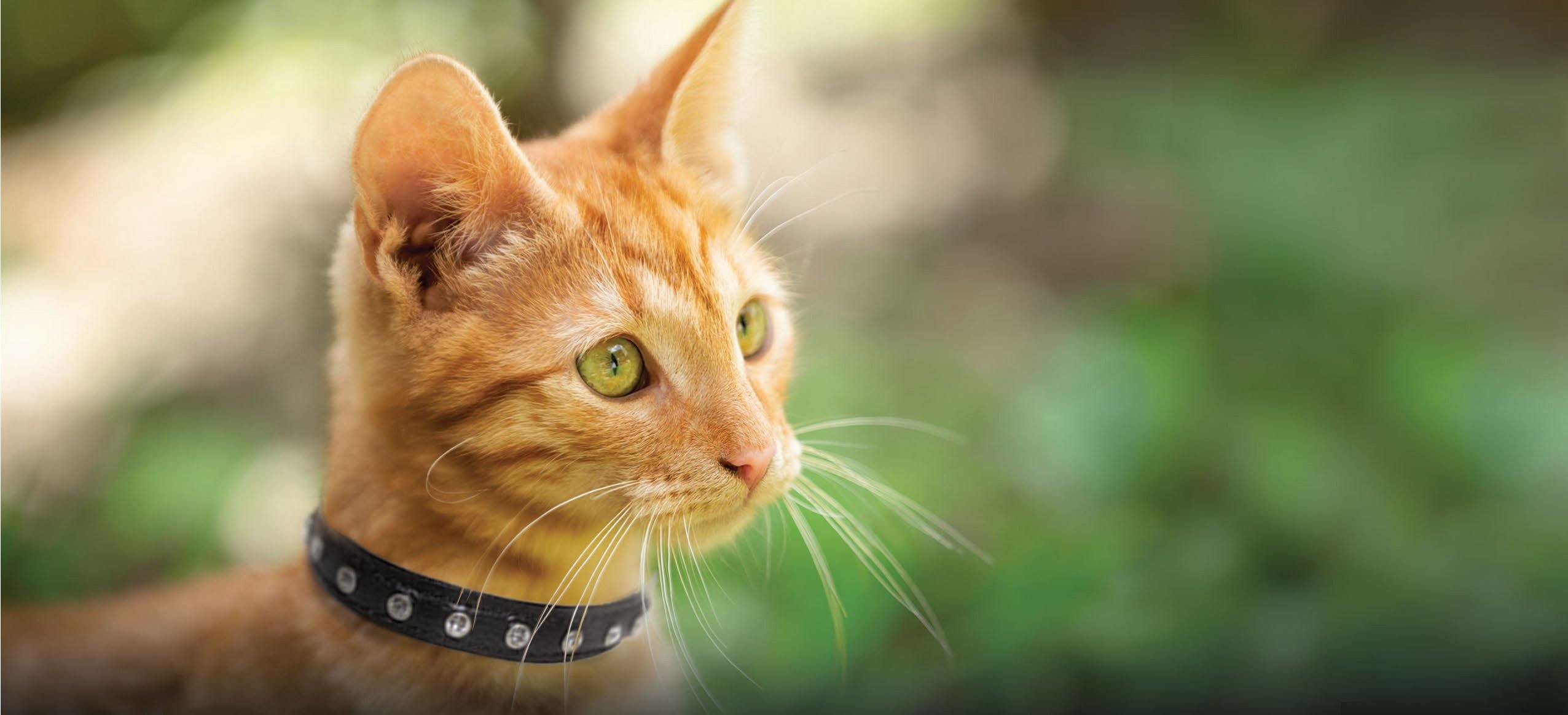 Collars for cats clearance that hate collars