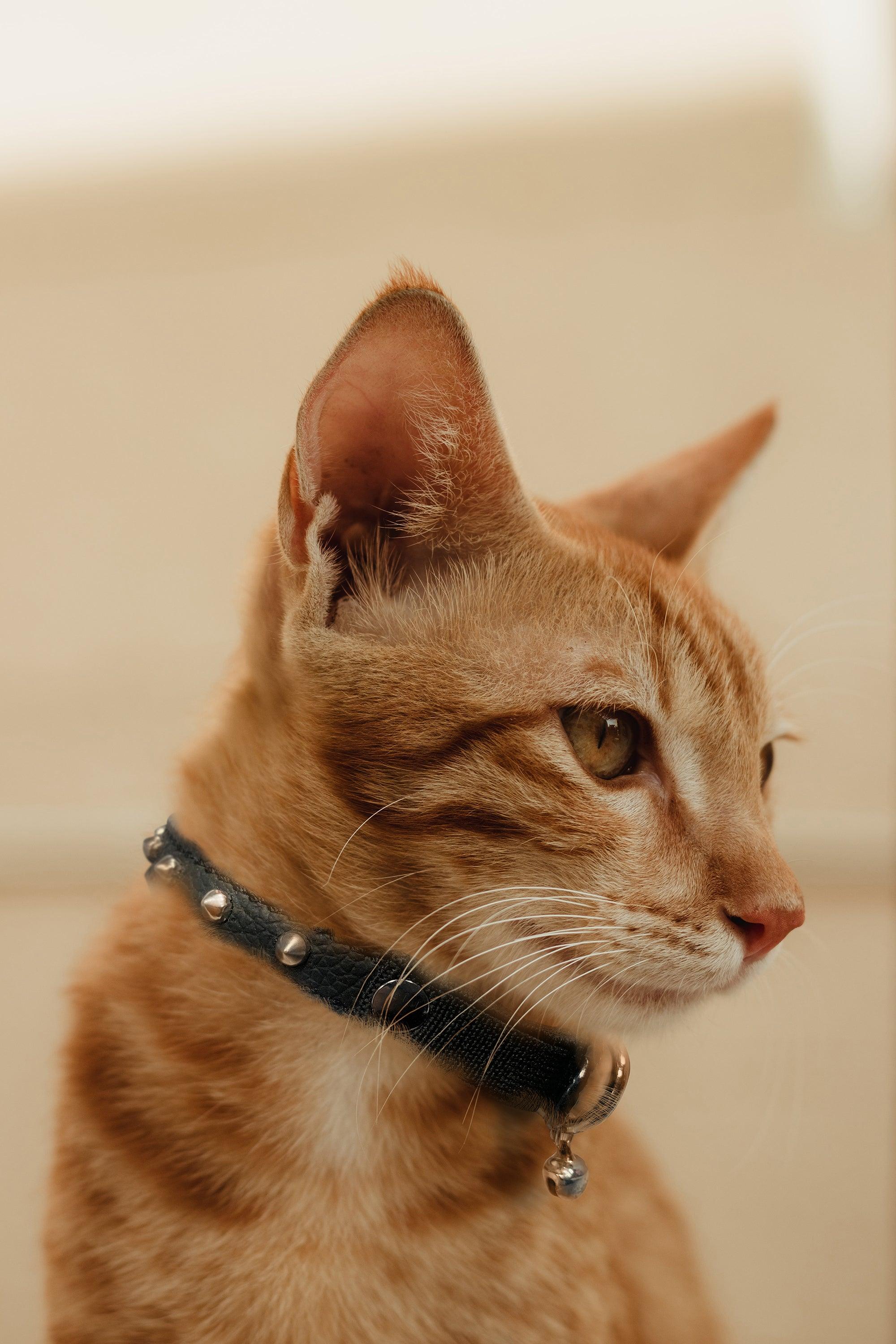 Cat sale spiked collar